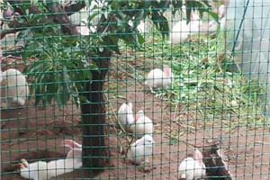 養(yǎng)殖護欄網